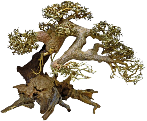 Superfish Bonsai Driftwood L